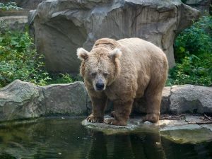 Тянь-Шаньский медведь
